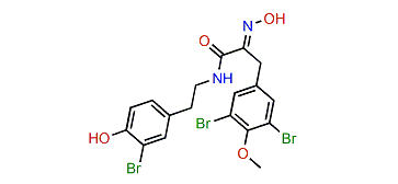 1'-Methoxyhemibastadin 2